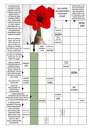Amaryllis